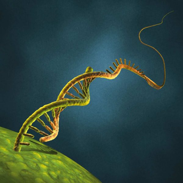 StemMACS c-Myc mRNA, human